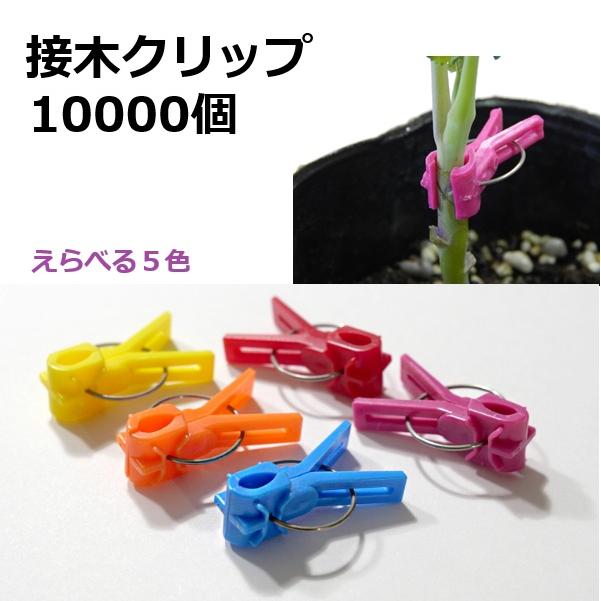 (入れもの特価 10000個入) 接木馴染み 5色から選りわける(オレンジ色 黄味がかった 赤 紫 青) ジベレリン取り計らうなどの目じるしに