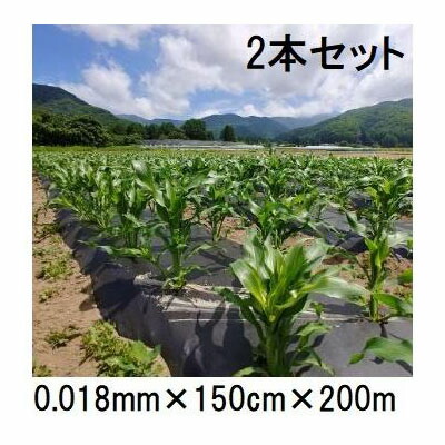 (徳用2本セット) <br>生分解性マルチフィルム キエ丸 黒 <br>0.018mm×150cm×200ｍ <br>消えるマルチ (きえ丸 きえまる キエマル)