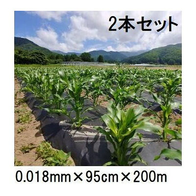 (徳用2巻仕掛ける) \u003cBR\u003e生腐蝕性マルチ写真フィルム キエ丸 黒 \u003cBR\u003e0.018mm×95cm×200ｍ \u003cBR\u003e消えるマルチ (きえ丸 きえまる キエマル) (zs)