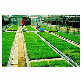 (2巻セット) 育苗プールシート ぷーるっこ Cタイプ 180枚用 0.1mm×230cm×10ｍ (個人宅配送不可) [瀧商店]