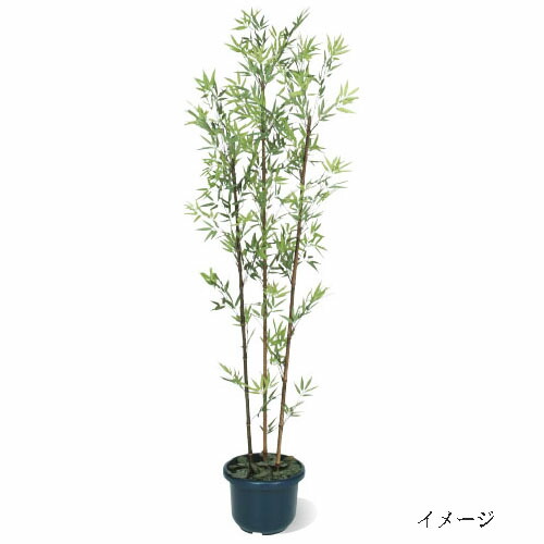 人工植栽』 タカショー グリーンデコ和風 青竹5本立 鉢無 1.8m GD-51L