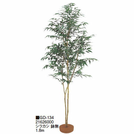 【室内用】鉢無 シラカシ 鉢無 1.8m(GD-134 21626000)［隼演芸会 園芸備品 エクステリア 農機具 瀧バス発着場]