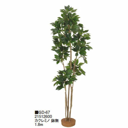 【室内用】鉢無 カクレミノ 鉢無 1.8m(GD-67 21512600)［隼演芸会 園芸備品 エクステリア 農機具 瀧バス発着場]