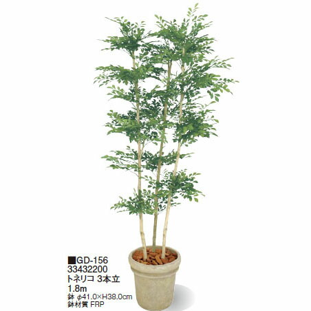 ドラセナ imgrc0079435907.jpg