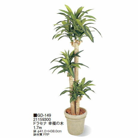 楽天市場】【室内用】観葉植物 ドラセナ コンシンネ 1.6m(GD-196