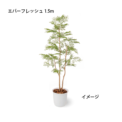 楽天市場 室内用 人工植物 観葉植物 エバーフレッシュ 1 5m Gd 238 タカショー 園芸用品 エクステリア 農機具 瀧商店 瀧商店