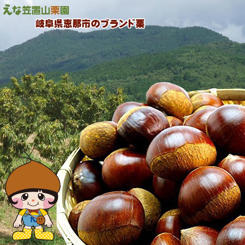 楽天市場】茨城県産 栗 （くり） 2L〜3Lサイズ 約1kg ネット