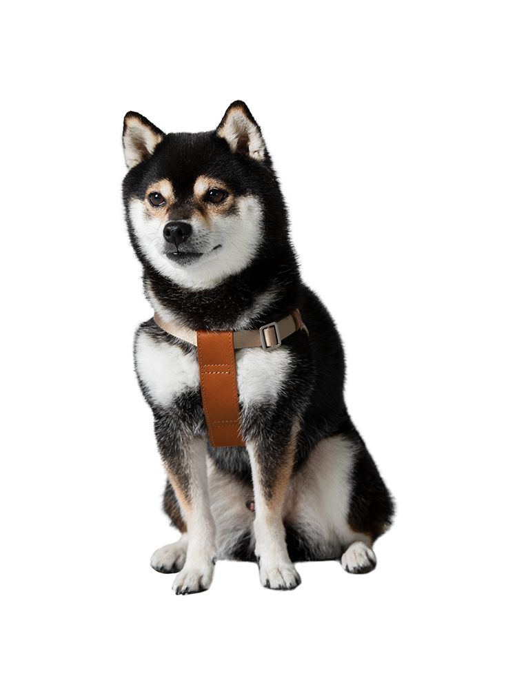 生産品ブランド名ロゴタイプうつり変わりの張り出し 犬用品-首輪・胴輪・リード