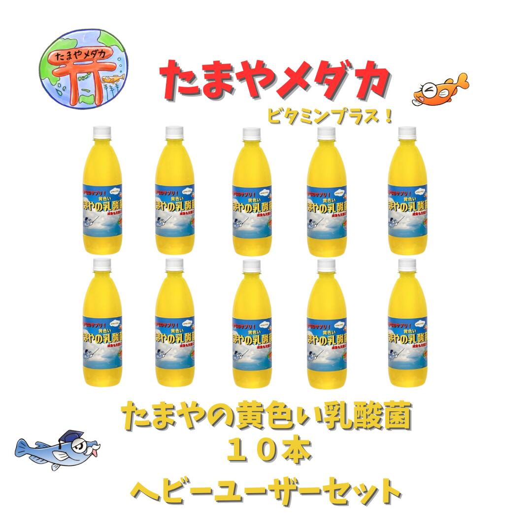 滅多に無いやの黄味がかった乳酸菌 １０本書き割り