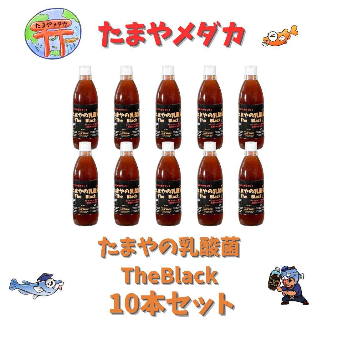 滅多に無いやの乳酸菌TheBlack １０本書き割り