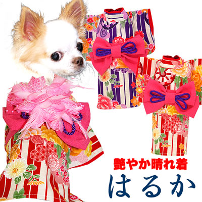 店内ポイント5倍 犬 着物 犬の服 艶やか晴れ着 はるか コサージュ別売 裏地付 ドッグウェア ペット 正月 値下げ 着せやすい マルチーズ タムベディ トイプードル 七五三 1809 ダックス チワワ かわいい