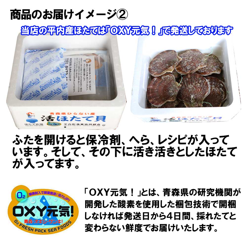 送料無料 活ほたて お取り寄せグルメ お土産 食べ物 平内産 青森陸奥湾 2キロ 殻付き ホタテ お取り寄せ 青森 平内漁協より直送