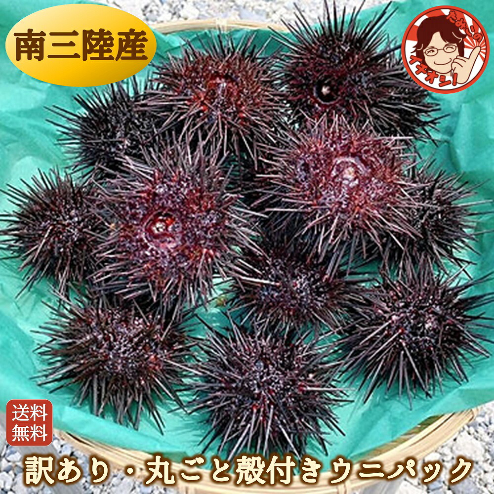 【楽天市場】※今季販売終了 殻付きウニ 約13個 850g前後 生ウニ【訳あり・丸ごと殻付きウニパック（小ぶり）】送料無料 宮城県 南三陸戸倉 ...