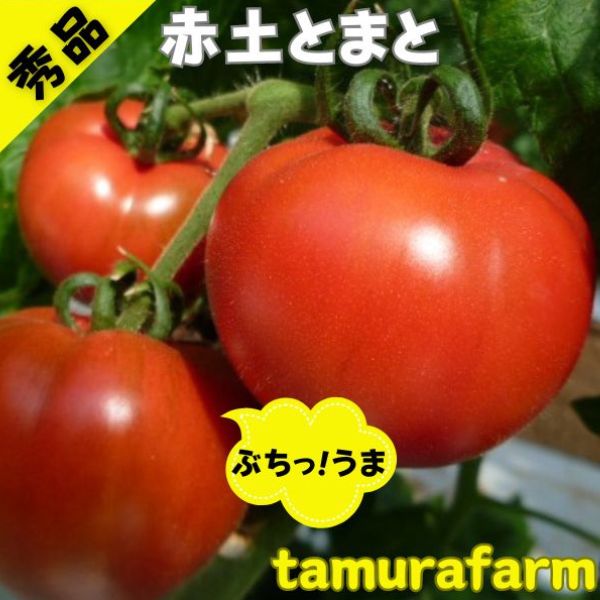 【３日以内発送】母の日ギフト 山口県産 秀品 赤土とまと トマト ２ｋｇ 大玉トマト 大玉とまと 高糖度 トマト 旨味 とまと ミネラル成分 豊富 プレミアム トマト ビタミンC リコピン おいしい あまい 甘い 父の日 プレゼント ギフト 下関市