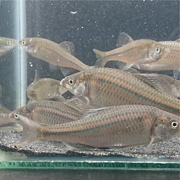 ゼニタナゴ プラチナ個体 オス 4匹 今年5月生まれ4㌢〜7㌢
