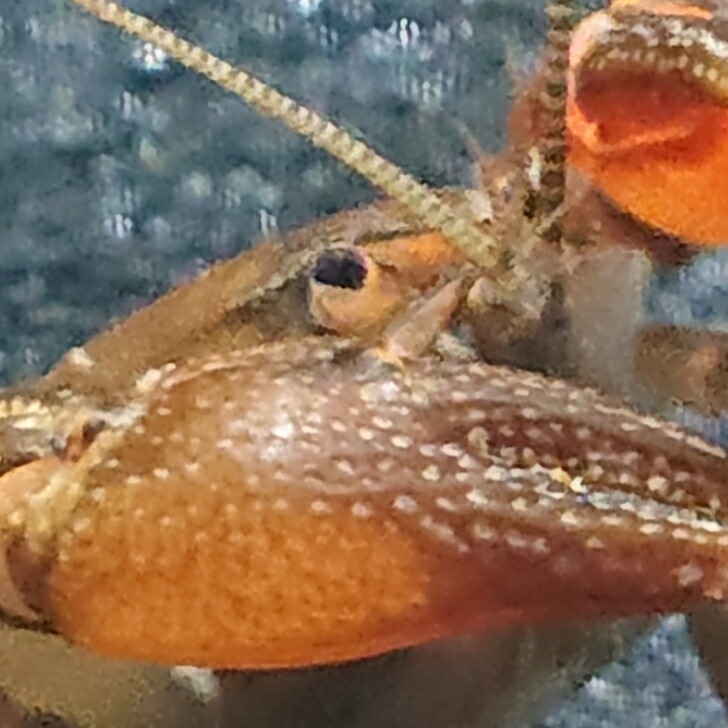 二ホンザリガニ４ ５センチ １匹 送料無料 ザリガニ タナゴ たなご 淡水魚 川魚 観賞魚 生体 金魚 メダカ カネヒラ シロヒレタビラ あなたにおすすめの商品