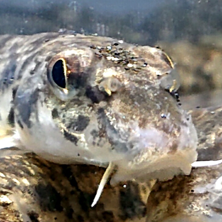 【早い者勝ち】アルビノ鮒(ベビー)20匹 シシバナヘビ ⁄ アルビノ♂② - Hachural-Life