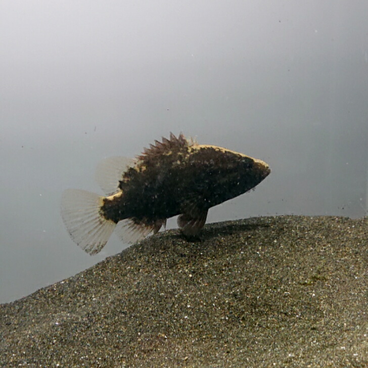 オヤニラミ  ５～７浪華節的 ５匹書き割り 貨物輸送無料  川魚 褒めたたえる魚 毛の荒物 愛玩動物 稚魚