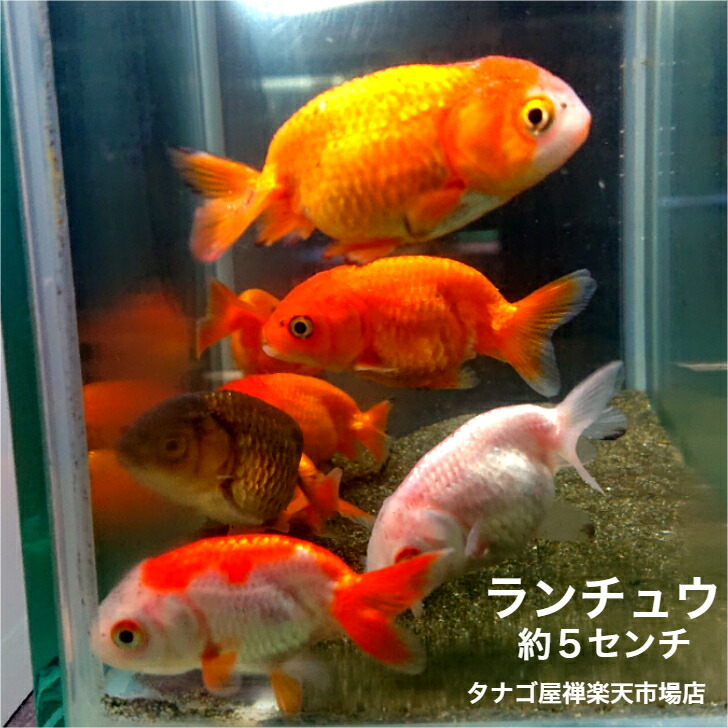 【楽天市場】ランチュウ 約５センチ２匹セット 送料無料 金魚 らんちゅう キンギョ きんぎょ 観賞魚 淡水魚 生体 ペット稚魚 : タナゴ屋禅楽天市場店