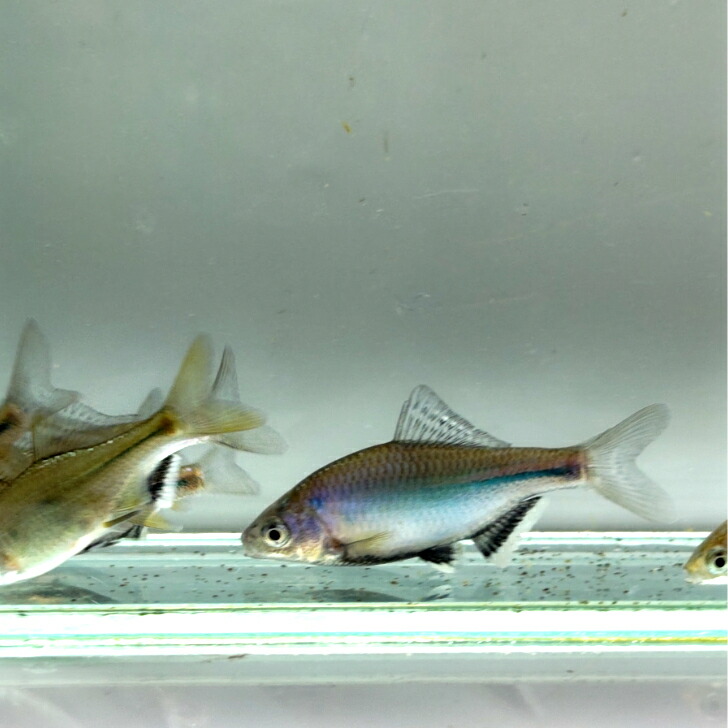 ゼニタナゴ プラチナ個体 オス 4匹 今年5月生まれ4㌢〜7㌢