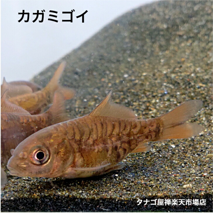 楽天市場】ヒ ブナ ４～６センチ １匹 送料無料 川魚 淡水魚 観賞魚 生体 コイ 鯉 こい フナ 鮒 ふな ペット 稚魚 : タナゴ屋禅楽天市場店