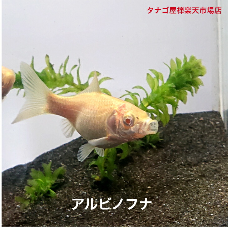 楽天市場】テツギョ （魚取沼系）６～９センチ１匹 送料無料 鉄魚 川魚 金魚 ニッタン 観賞魚 日本産淡水魚 淡水魚 生体 ペット 稚魚 :  タナゴ屋禅楽天市場店