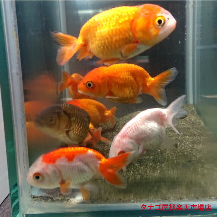 らんちゅう金魚、デカイプレコ 楽天市場】ランチュウ 弥富産加藤氏 4～6センチ 3匹 セット 送料無料