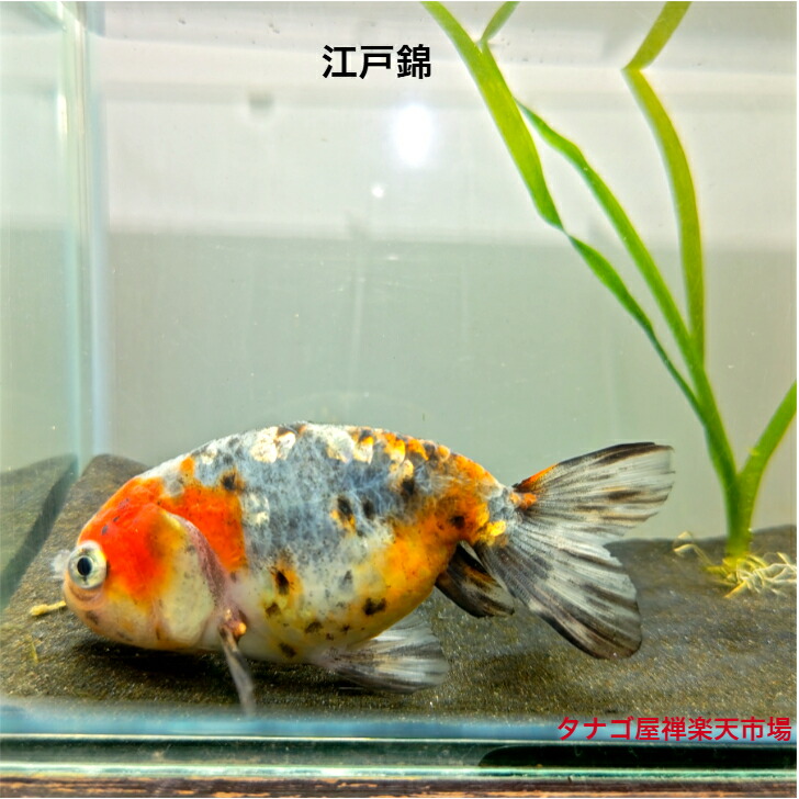 獺祭 純米大吟醸 1.8L 今シーズン最後 庄内金魚 振袖金魚 6匹－3－80