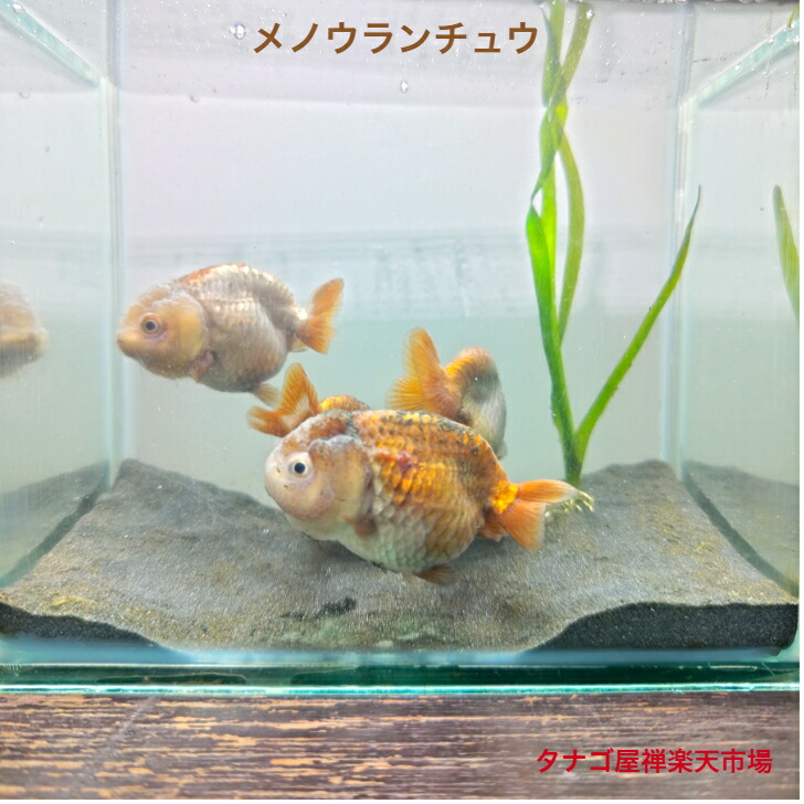 メノウランチュウ約８センチ２匹セット送料無料金魚販売らんちゅうキンギョきんぎょ観賞魚淡水魚生体稚魚ペットアクアリウム｜タナゴ屋禅店