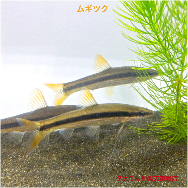 【楽天市場】ムギツク 4~8センチ 1匹 無選別販売 送料無料 生体 観賞魚販売 日本産淡水魚 ペット 稚魚:タナゴ屋禅楽天市場店