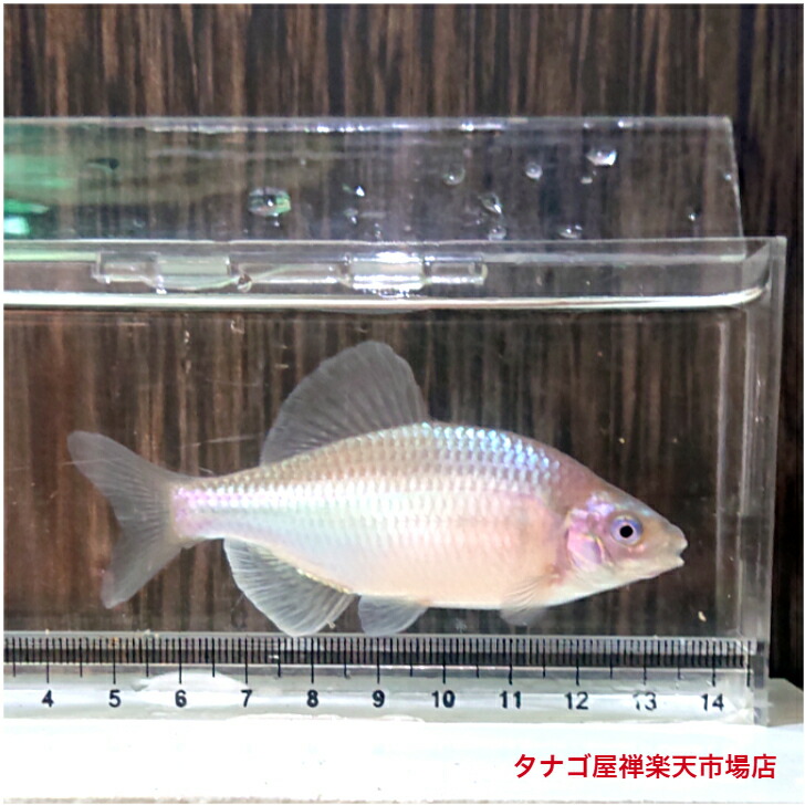 楽天市場】メタリック カネヒラ 4〜6センチ オス1匹 2025年5月 