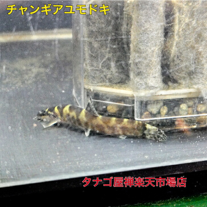 チャンギ アユモドキ 約９センチ １匹送料無料 生体 川魚 淡水魚 観賞魚販売 アクアリウム ペット