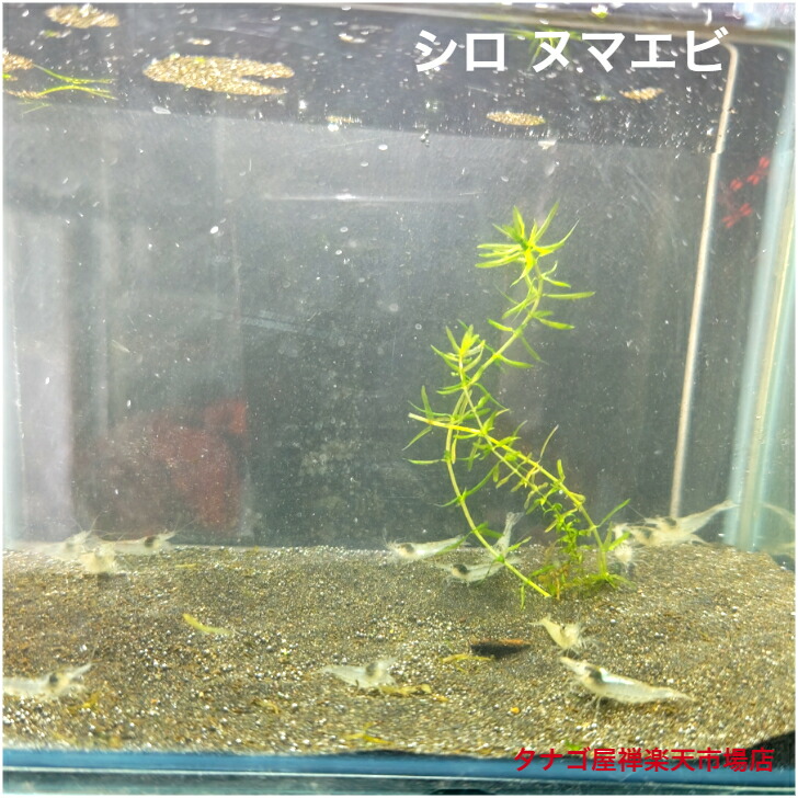 シロ ヌマエビ ２～３浪花節的 10匹 書き割り 貨物輸送無料  エビ  水草 淡水魚 褒めたたえる魚 毛の荒物 愛玩動物 海洋博物館 テラリウム エサ