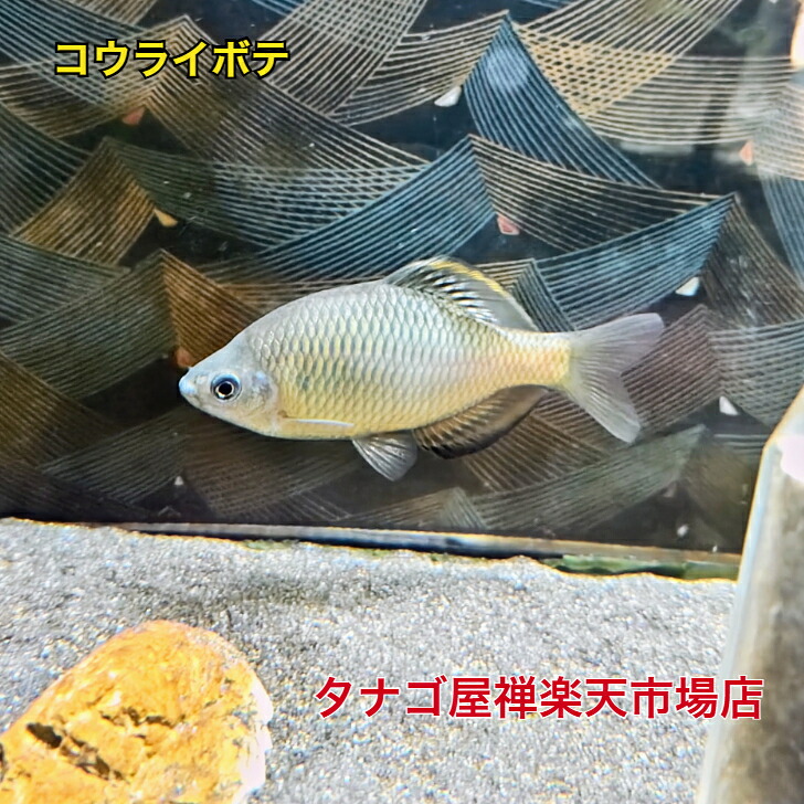 コウライボテ ７～１０センチ１ペア送料無料タナゴ販売たなごボテ川魚観賞魚淡水魚生体ペット稚魚アクアリウム｜タナゴ屋禅店