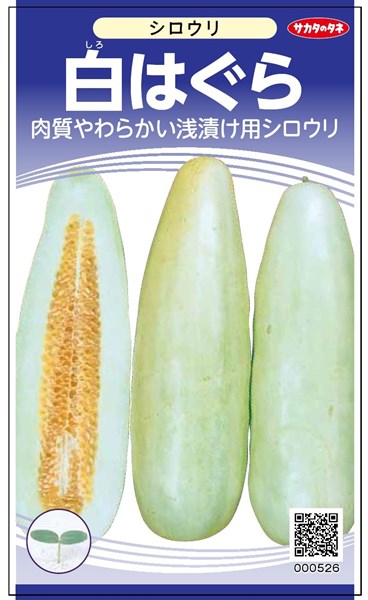 沼目シロウリ約20キロ 白瓜 奈良漬け用 愛媛県産