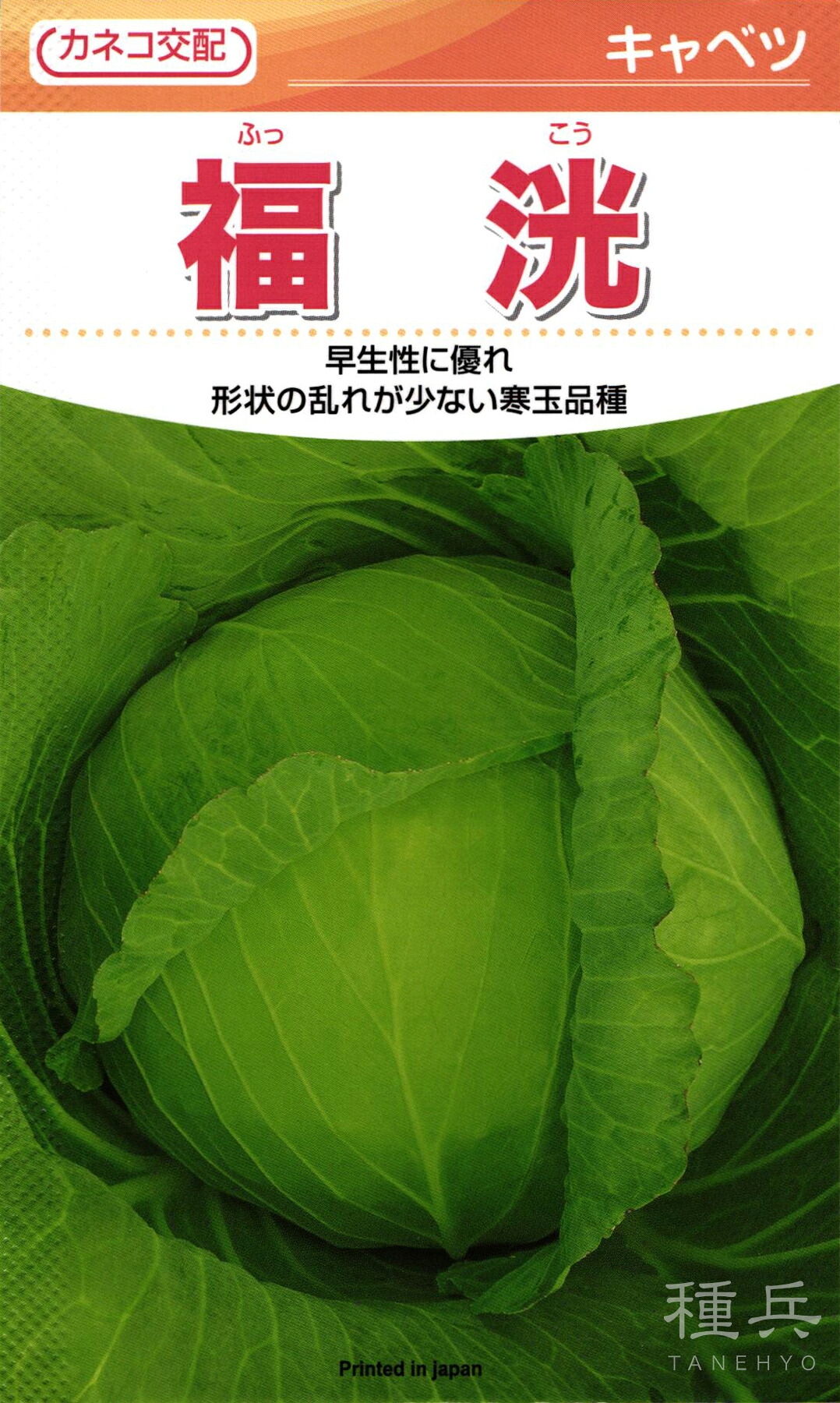 早生玉菜 種 『福洸』  カネコ種苗