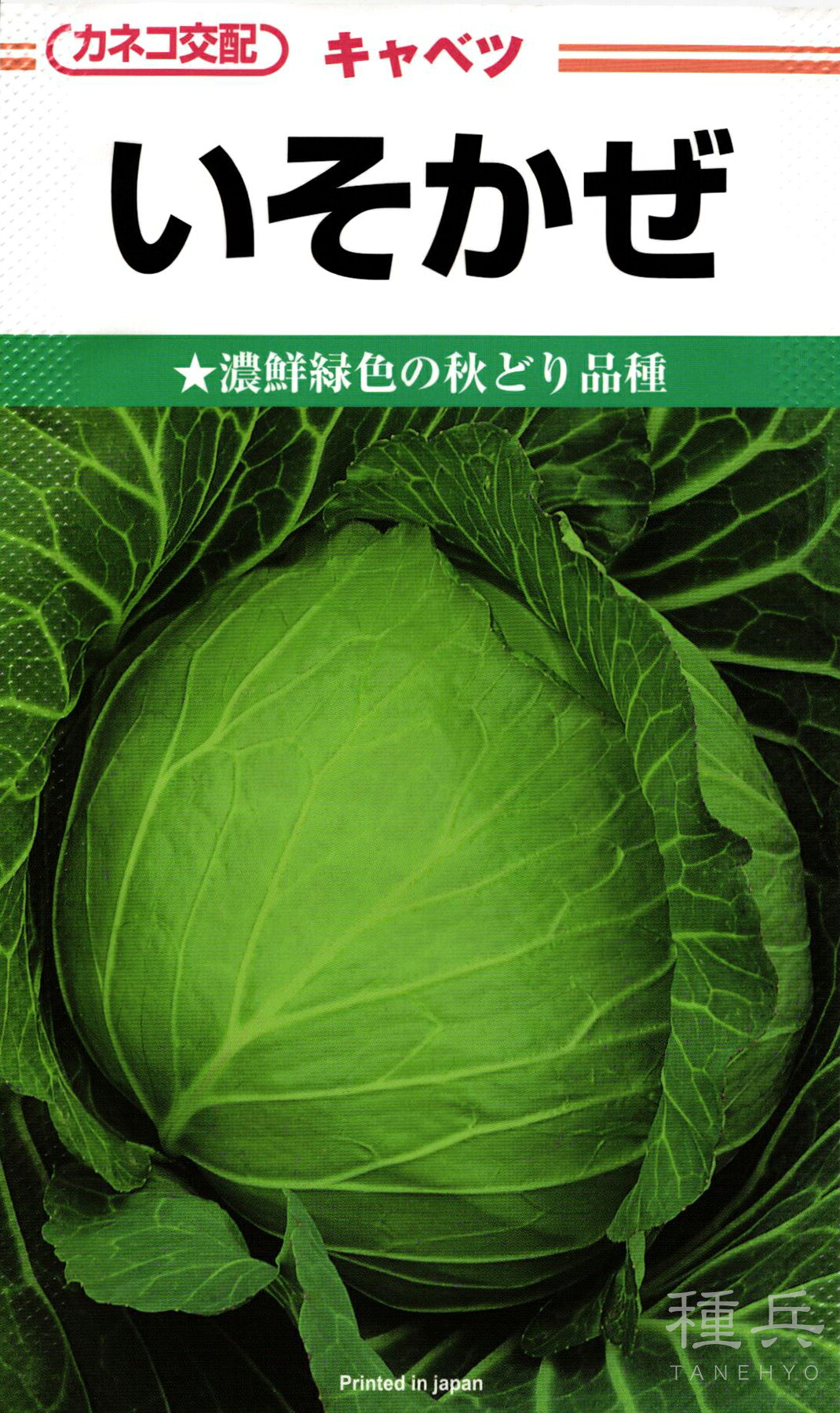 中早生玉菜 種 『いそかぜ』  カネコ種苗