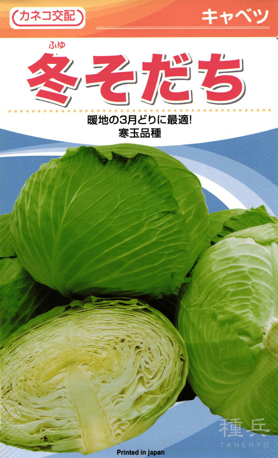 晩生玉菜 種 『冬そだち』  カネコ種苗