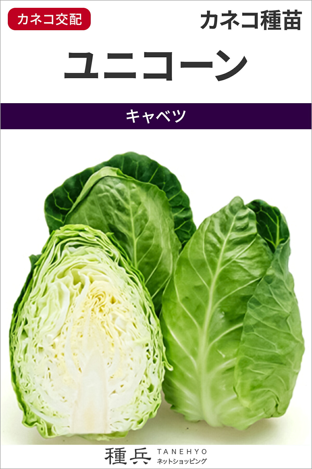 極早生とんがり玉菜 種 『ユニ唐きび』  カネコ種苗