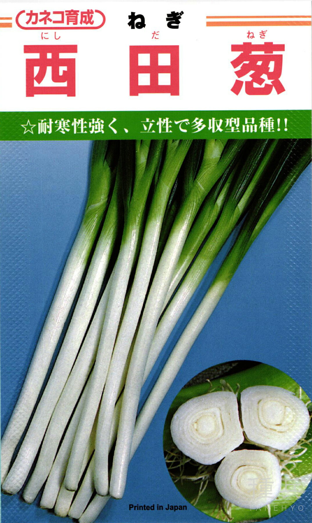 楽天市場】ねぎ・越津根深の種（タネ）【メール便OK】 : よろずや倉庫