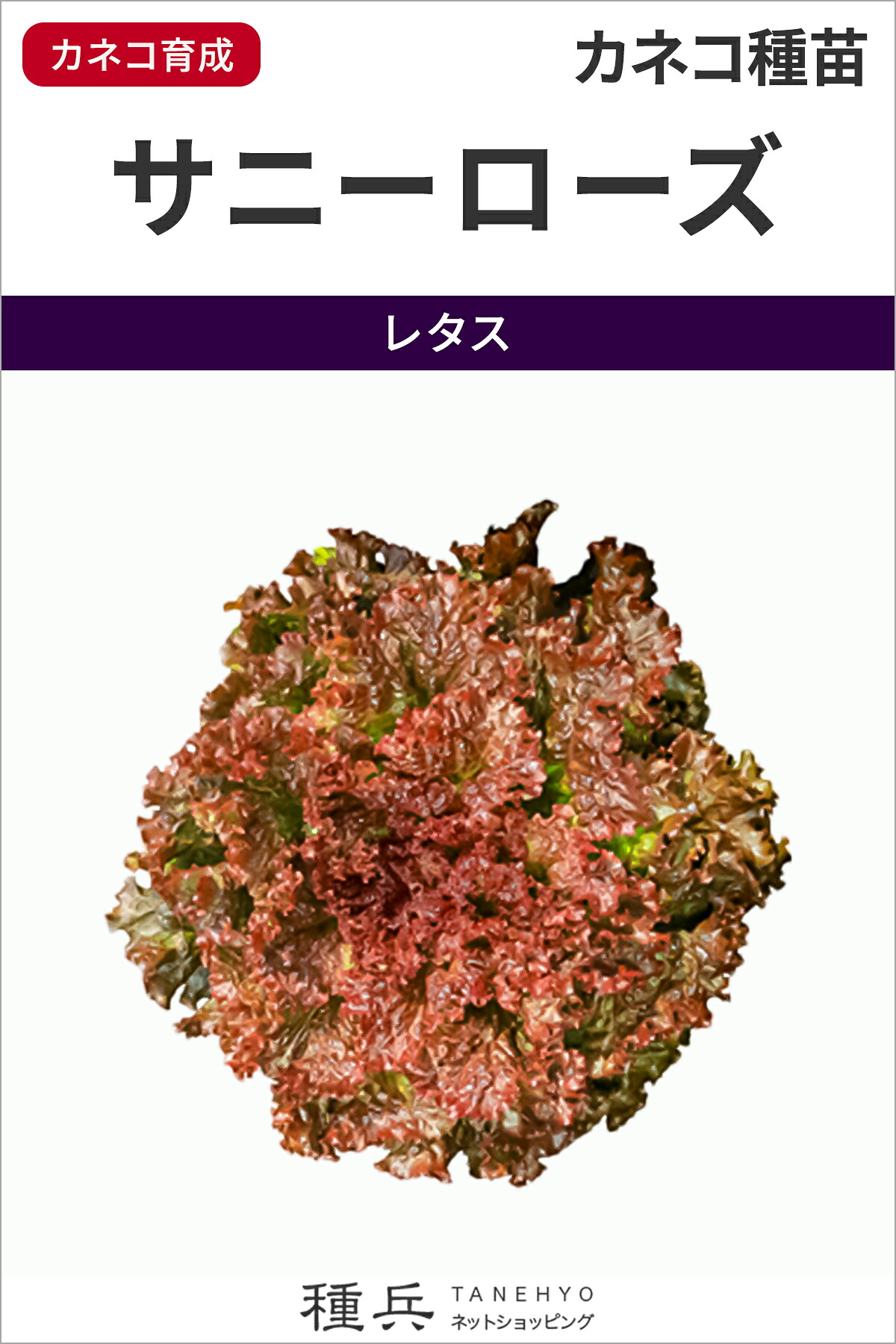 レッドリーフレタス 種 『サニーローズ』 カネコ種苗