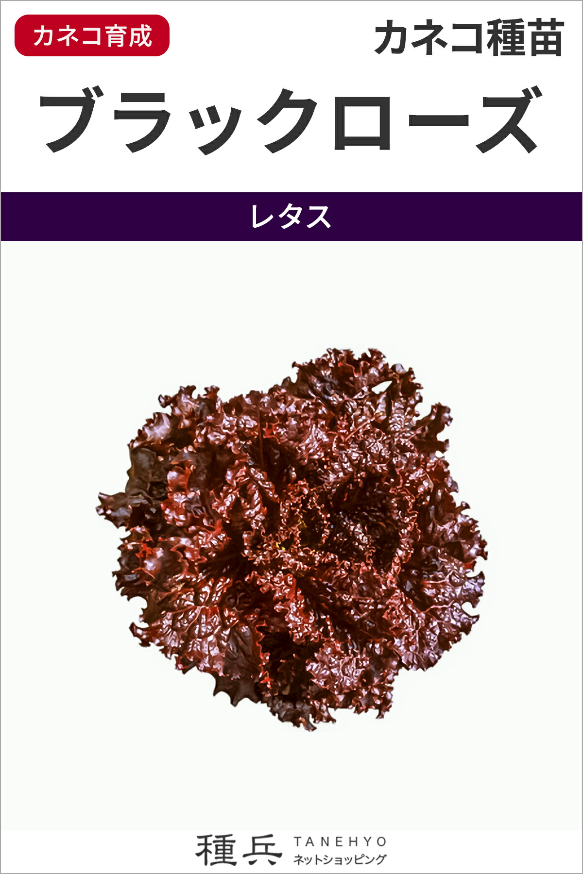 濃赤サニーレタス 種 『黒いことサクラ色』  カネコ種苗