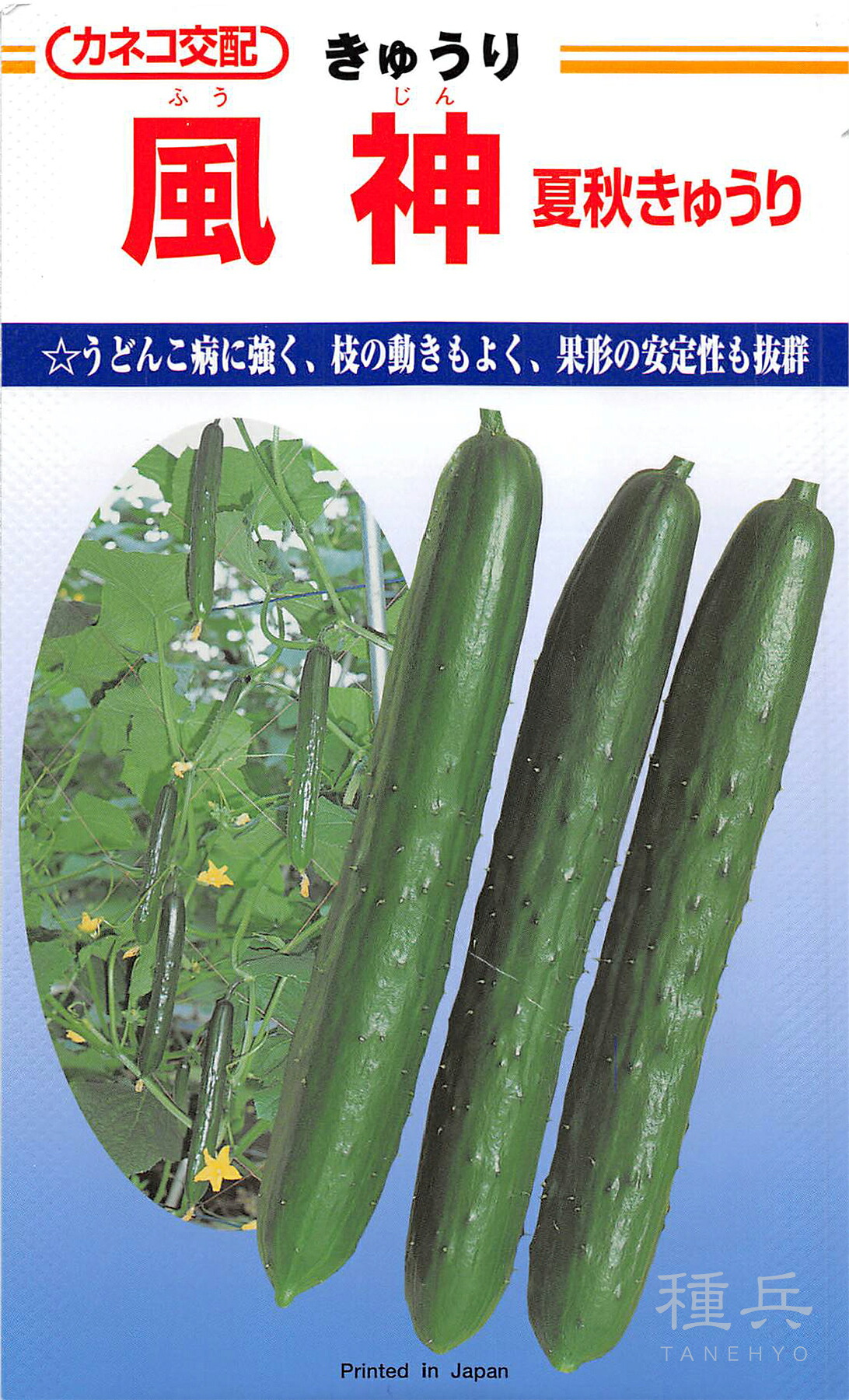 胡瓜 種 『風神』  カネコ種苗