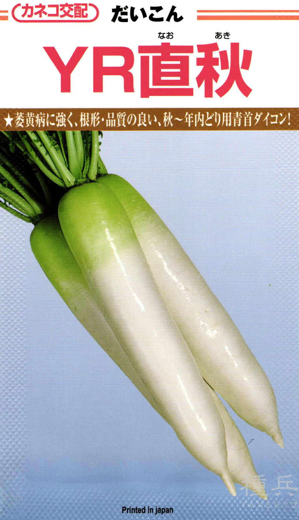 秋親族グループ清白 種 『YR直秋』  カネコ種苗