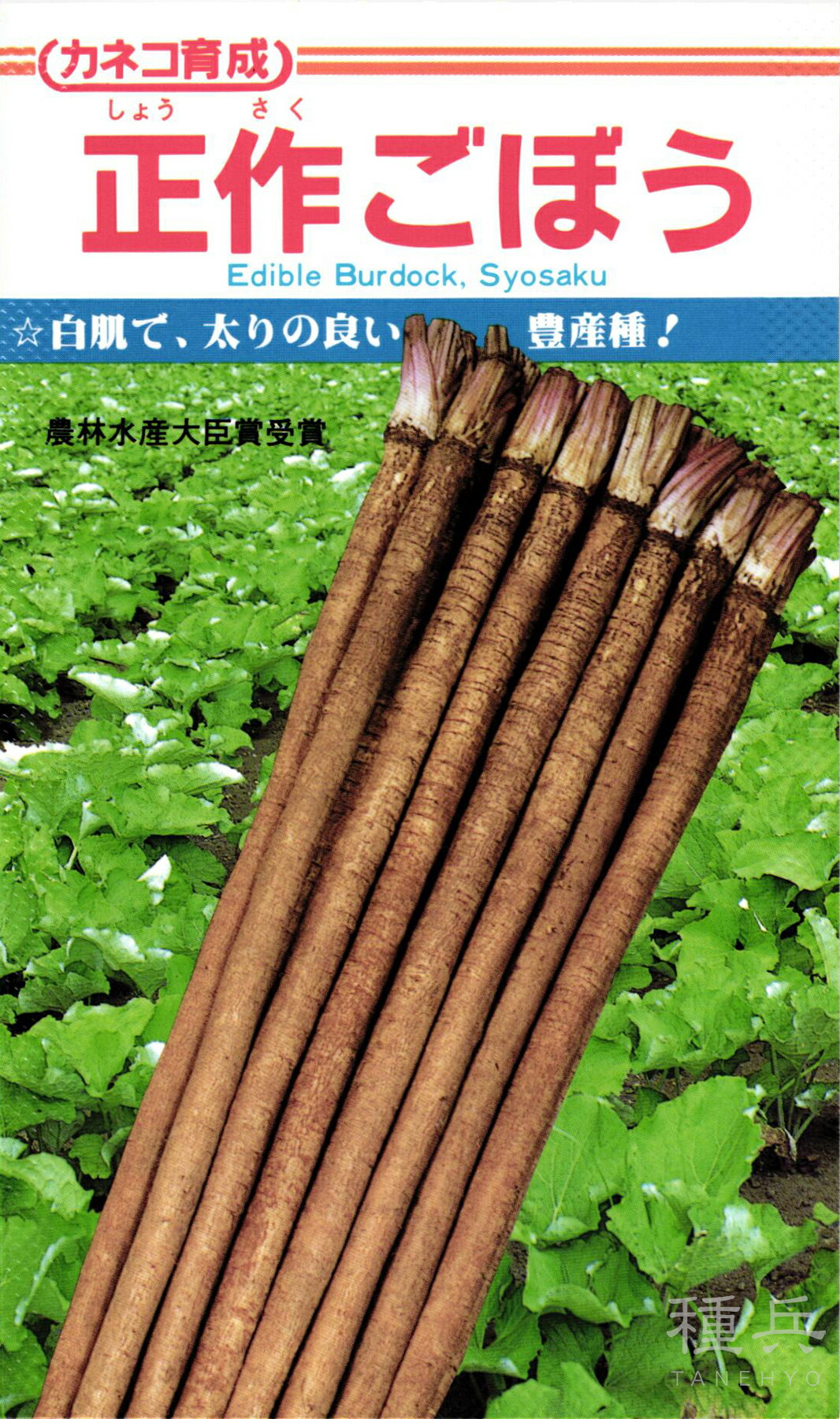 牛蒡 種 『正作』  カネコ種苗