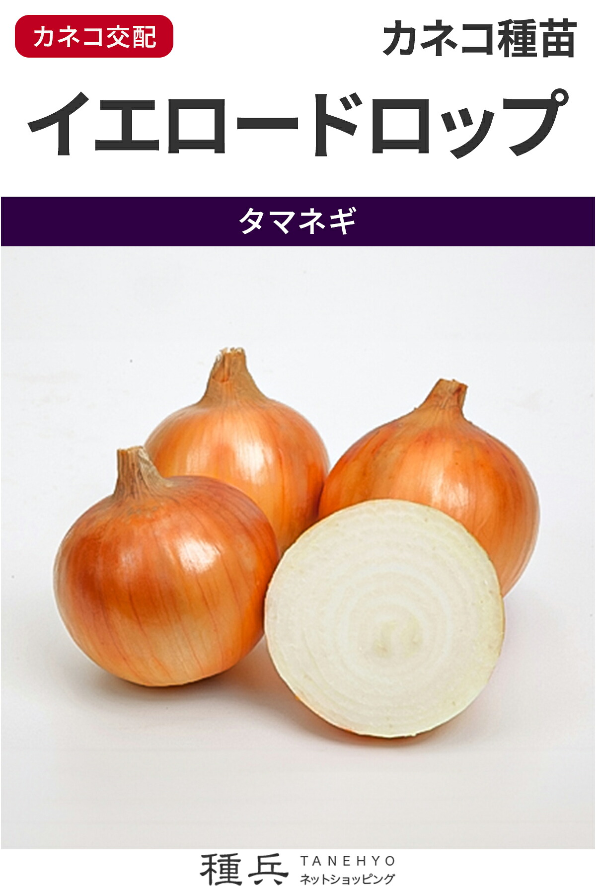 中晩生玉ねぎ 種 『黄色落っこちる』  カネコ種苗