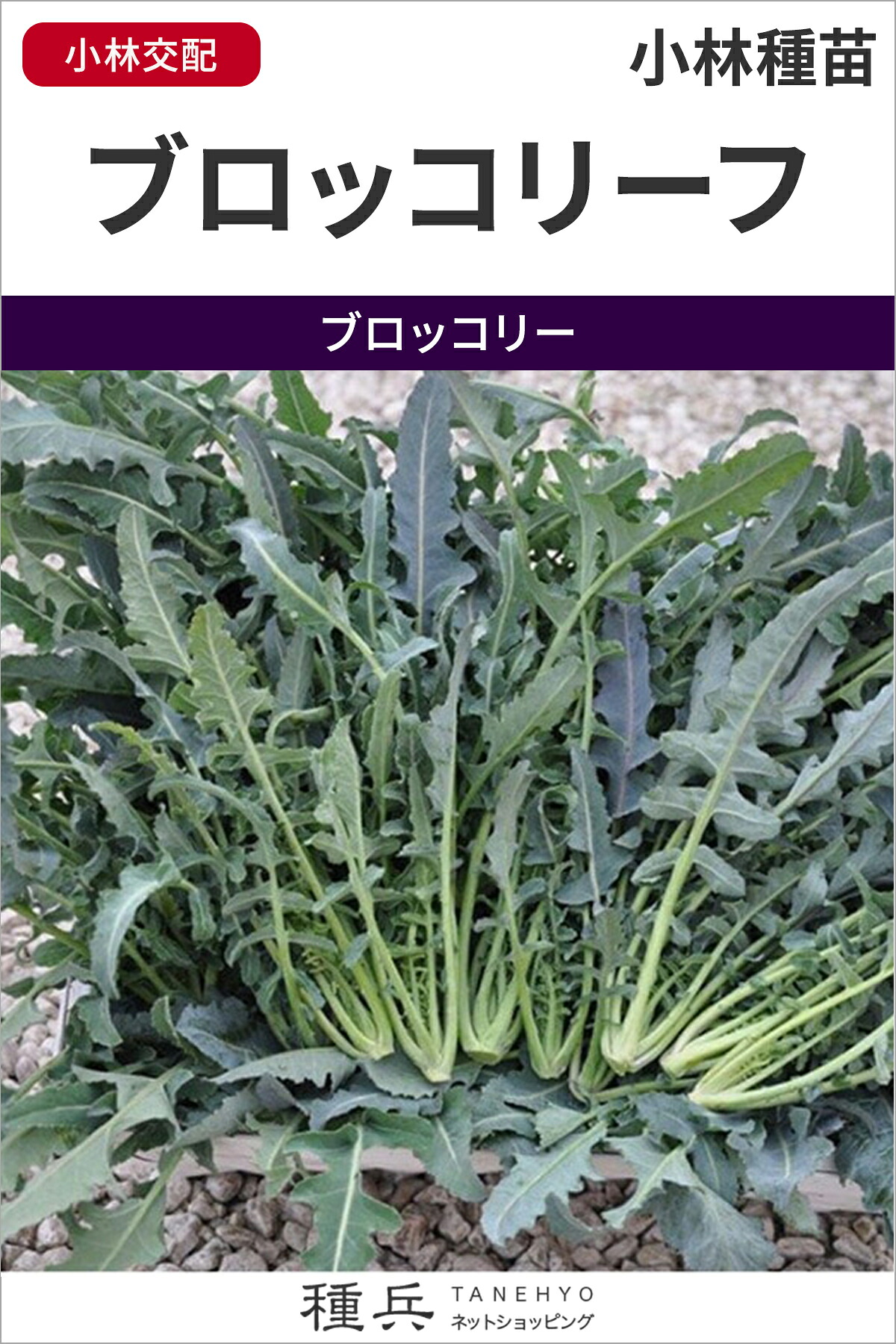 リーフブロッコリー 種 『ブロッコリーフ』 小林種苗