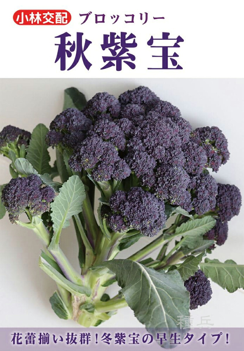 紫色スティックブロッコリー 種 『秋紫宝』 小林種苗