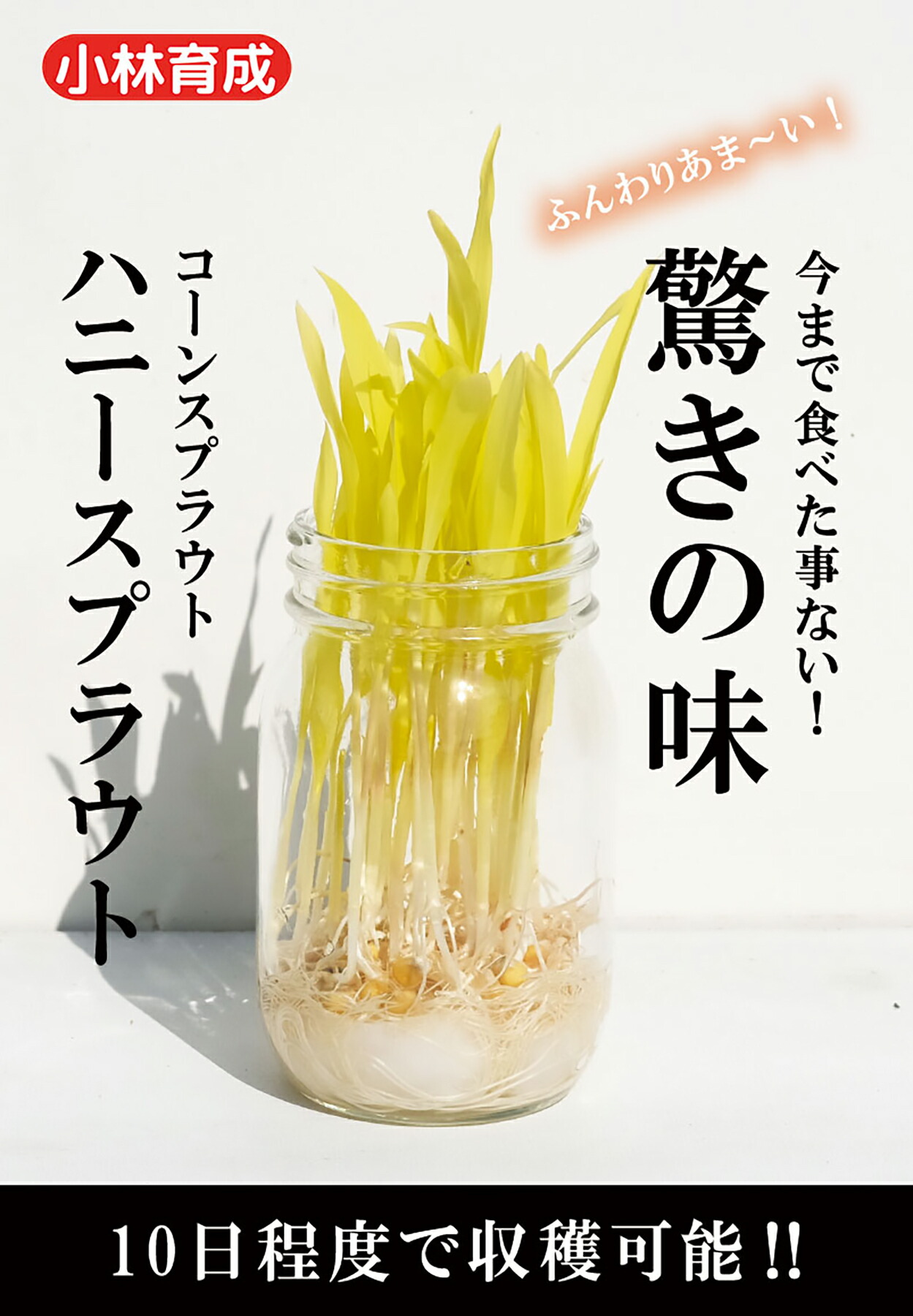 コーンスプラウト 種 『ハニースプラウト』 小林種苗 12,129円