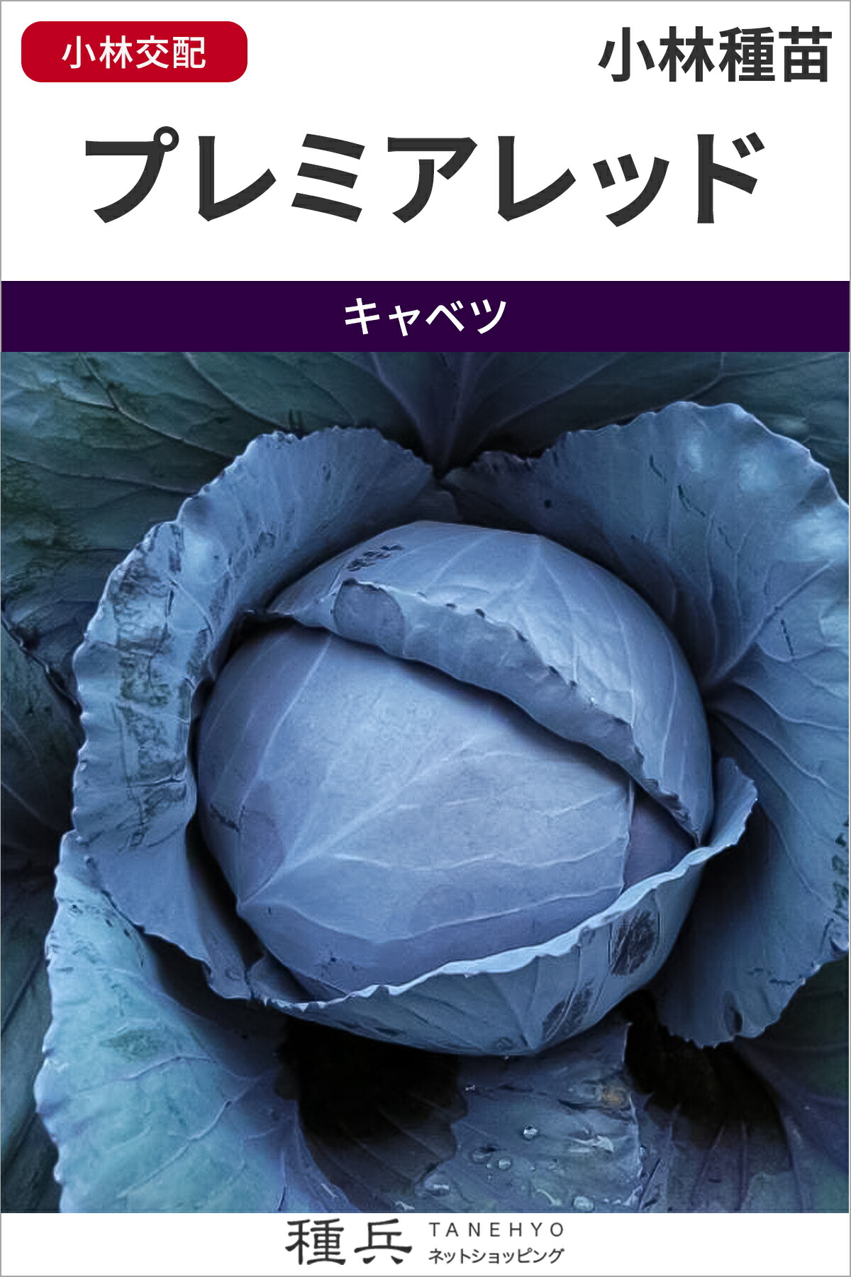 赤いこと球菜 種 『割り増し金赤いこと』  小林種苗